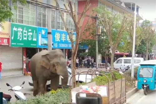 Chuyến phiêu lưu của chú voi hoang dã đi lạc vào thành phố