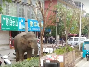 Chuyến phiêu lưu của chú voi hoang dã đi lạc vào thành phố