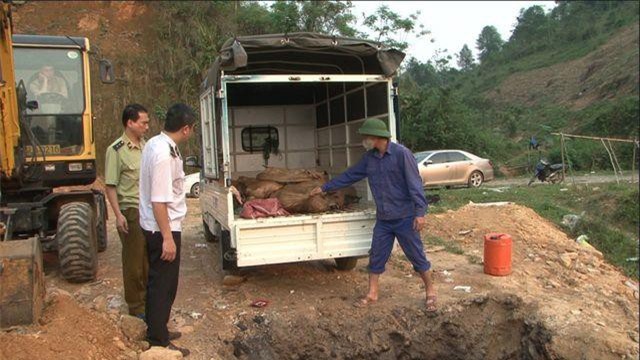 Lào Cai: Tiêu hủy hơn 500 kg cá Tầm không rõ nguồn gốc