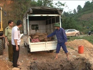 Lào Cai: Tiêu hủy hơn 500 kg cá Tầm không rõ nguồn gốc