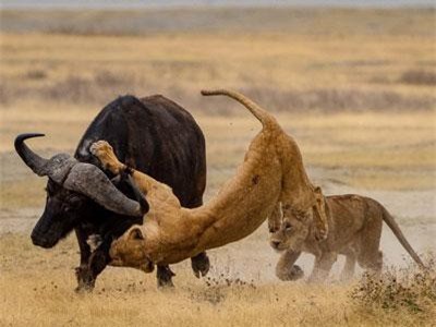 Khoảnh khắc chiến đấu nghẹt thở của động vật hoang dã