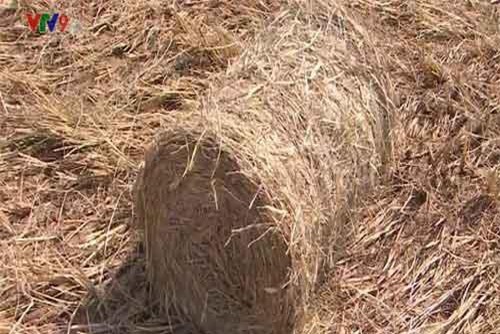 Nông dân tại ĐBSCL “hốt bạc” nhờ bán rơm cuộn