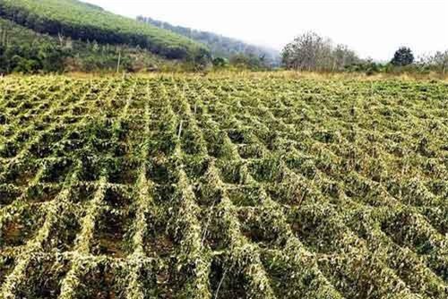 Chỉ đạo công an điều tra vụ phá gần 2.000 gốc chanh dây