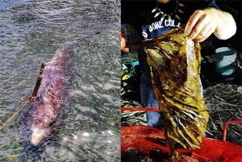 Cá voi nôn ra máu và sự thật kinh hoàng