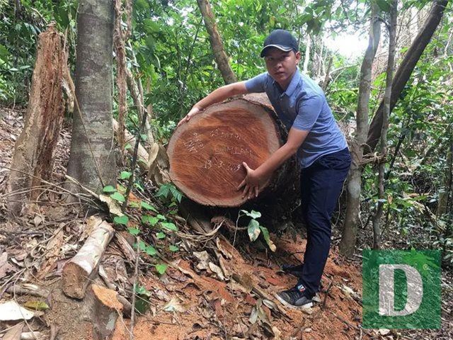 CLIP: Cận cảnh rừng gỗ lim bị chặt phá tan hoang vừa phát hiện