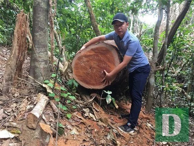 Cận cảnh rừng gỗ lim bị chặt phá tan hoang vừa phát hiện - 10