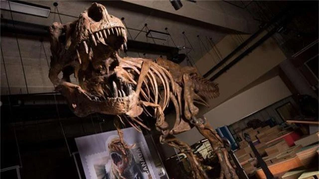 Phát hiện hoá thạch loài khủng long ăn thịt lớn nhất thế giới ở Canada - 1