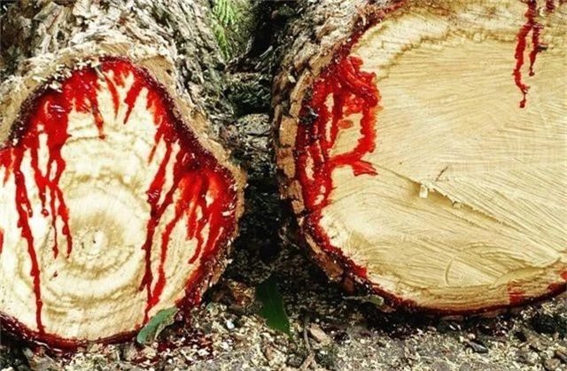 “Rùng mình” loài cây chảy máu giống con người! - 1