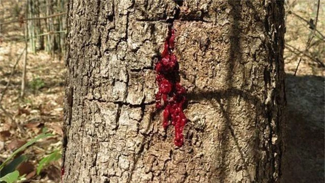 “Rùng mình” loài cây chảy máu giống con người! - 4