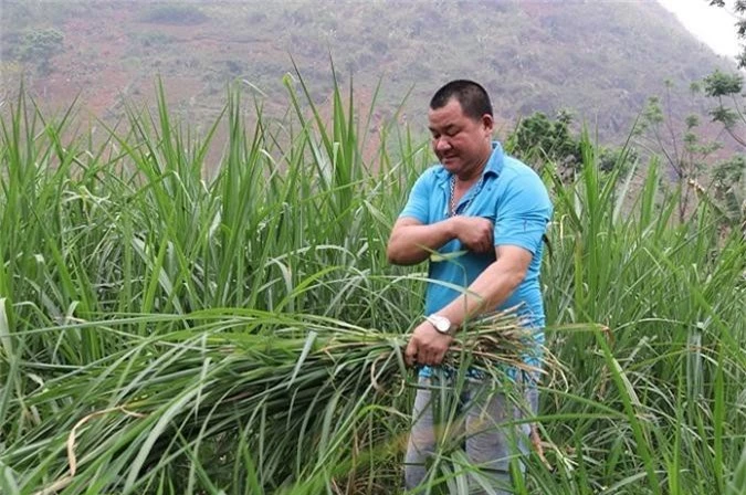 trong co nuoi con uong nuoc la, moi nam kiem doi tram trieu dong hinh anh 3