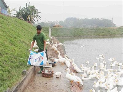 Bắc Giang: Phu thê dắt nhau ra đê như thể đổ nợ, hóa ra lại làm giàu