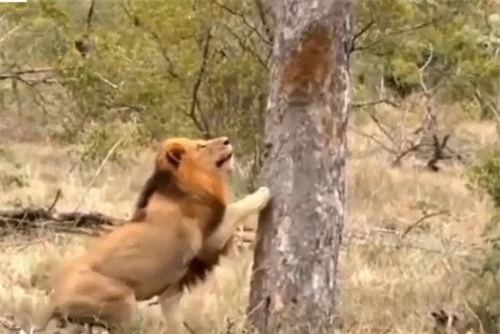Sau một lúc đắn đo, sư tử đã quyết định mạo hiểm leo cây để săn con mồi trên cao.