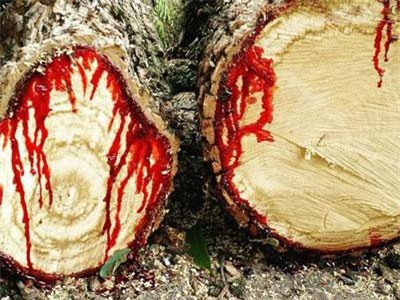 'Rùng mình' loài cây chảy máu giống con người!