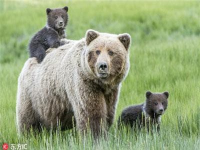 Ảnh: Khoảnh khắc 'ngọt hơn mật' của gia đình động vật