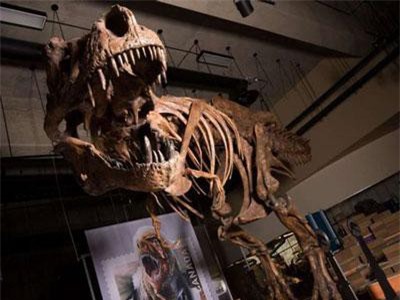 Phát hiện hoá thạch loài khủng long ăn thịt lớn nhất thế giới ở Canada