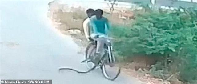 CLIP: Đang đi trên đường, hai người đàn ông bất ngờ bị rắn hổ mang lao đến tấn công