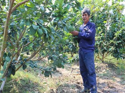 Long An: Cho ổi ở chung với bưởi da xanh, lá ổi đuổi rầy cho bưởi