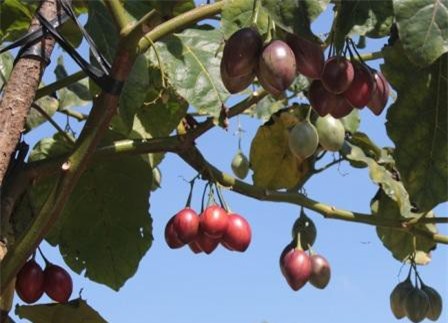 CLip: Tận thấy cà chua thân gỗ Magic-S trĩu quả ở độ cao 1.500m