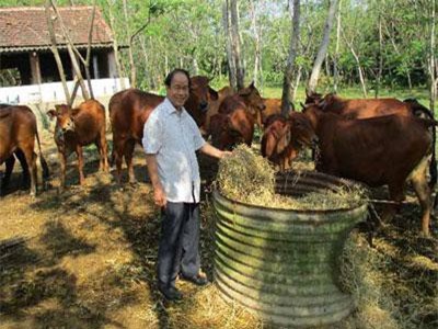 Quảng Nam: 30 năm miệt mài gây dựng trang trại “vàng”, thu về 12 tỷ