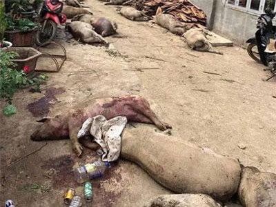 Phạt 10 triệu đồng người tung hoang tin đào 800 con heo dịch lên mổ bán