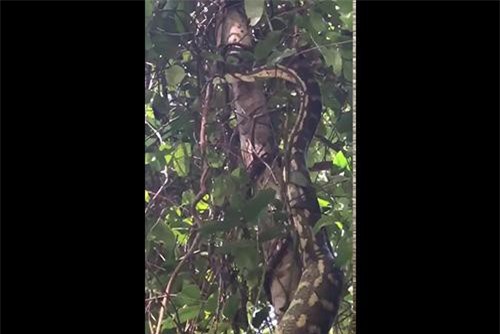 Clip: 'Hoảng hốt' phát hiện trăn khủng lạc vào chỗ làm tiệc BBQ