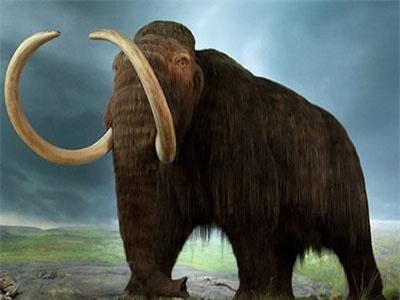 Đột phá trong nhân bản voi ma mút