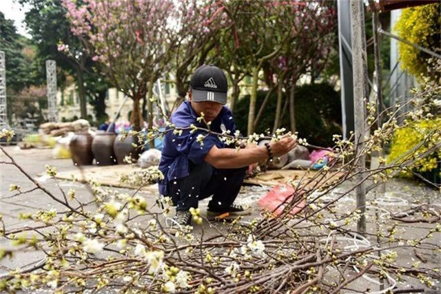 Hoa anh đào Nhật Bản khoe sắc giữa lòng Hà Nội - 8