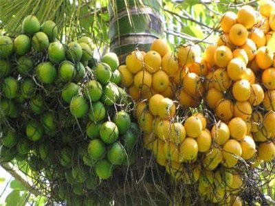 Quả cau chữa sán, viêm ruột