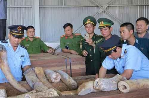 Phát hiện hơn 9 tấn hàng nghi là ngà voi bọc gỗ để nguỵ trang