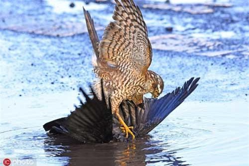 Ghê người khoảnh khắc chim diều hâu săn giết quạ gáy xám