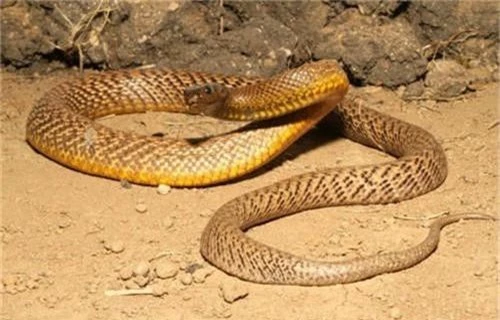 Loài rắn khổng lồ Inland Taipan dài tối đa 2,5 mét có nọc độc có thể đủ giết chết cả 289 người.