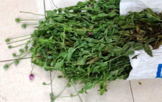 Thái Bình: Người đàn ông trồng hơn 300 cây anh túc trong vườn nhà