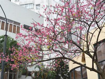 Những điểm mới tại Lễ hội Hoa anh đào Nhật Bản - Hà Nội 2019