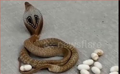 CLIP: Rắn hổ mang ra giữa đường đẻ trứng
