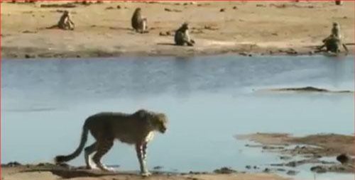 CLIP: Đàn khỉ đầu chó truy sát báo hoa mai