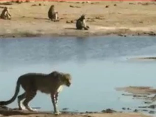CLIP: Đàn khỉ đầu chó truy sát báo hoa mai