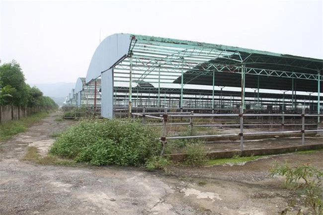 Trang trại chăn nuôi bò của Công ty CP Chăn nuôi Bình Hà tại Hà Tĩnh bị bỏ hoang. Ảnh: Báo Người lao động.