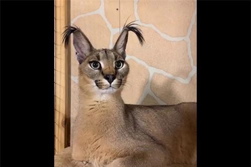 Clip: Chú mèo 'gây sốt' cộng đồng mạng với đôi tai siêu 'độc'