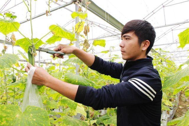 CLIP: Chàng trai xứ Nghệ thu nhập tiền tỷ từ dưa lưới và rau quả sạch