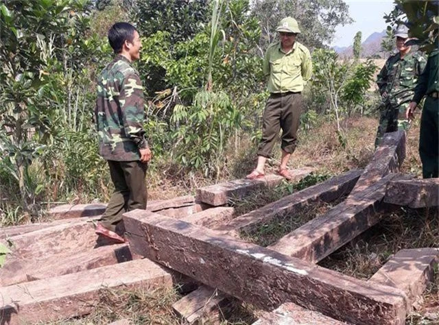 Phát hiện 3 hầm giấu gỗ nghi là tang vật vụ phá rừng ở Phong Nha - Kẻ Bàng - 3