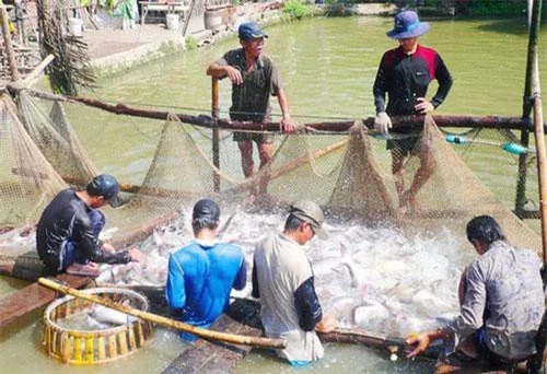 Cơ hội xuất khẩu thủy sản chính ngạch qua Trung Quốc là rất lớn. (Ảnh minh họa: Báo Người Lao động)