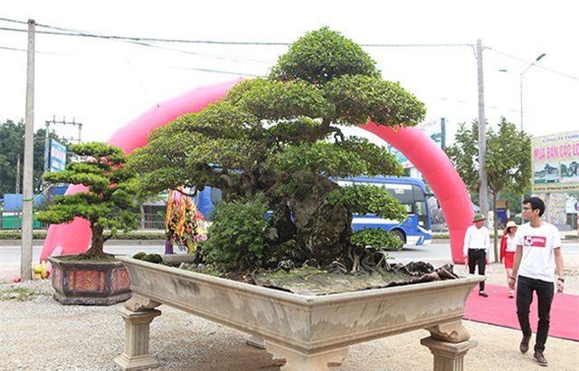 Người đàn ông Vĩnh Phúc biến cây duối tán bông lộn xộn thành cây tiền tỷ vạn người mê