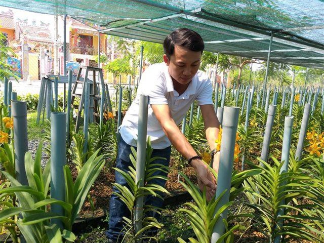 CLIP: Bỏ công việc lương cao, về trồng lan Mokara thu tiền tỷ mỗi năm