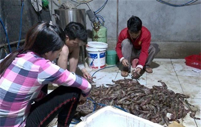 Hà Nội: Bắt tại trận cơ sở kinh doanh thủy sản bơm tạp chất vào tôm - 1