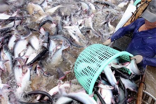 Xuất khẩu thủy sản "nhảy vọt", đứng thứ 4 thế giới
