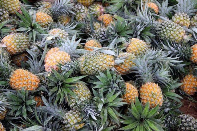 Mới đầu vụ, giá dứa ở Nghệ An đã "rơi" xuống mức thấp kỷ lục