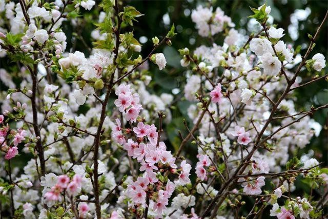 Ngắm hàng vạn cành hoa anh đào khoe sắc bên hồ Gươm