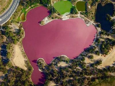 CLIP: Hồ nước đột nhiên chuyển sang màu hồng kỳ lạ, bốc mùi hôi thối