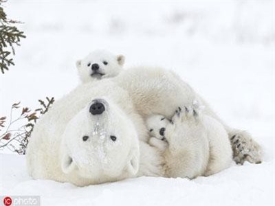 Khoảnh khắc chỉ nhìn thấy hạnh phúc của động vật hoang dã