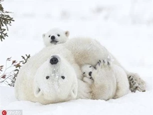 Khoảnh khắc chỉ nhìn thấy hạnh phúc của động vật hoang dã